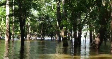 Rio Negro içinde seyahat