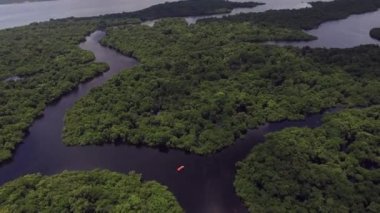 Brezilya'da Amazon yağmur ormanları