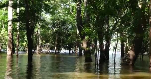 Travel in Rio Negro — Stock Video