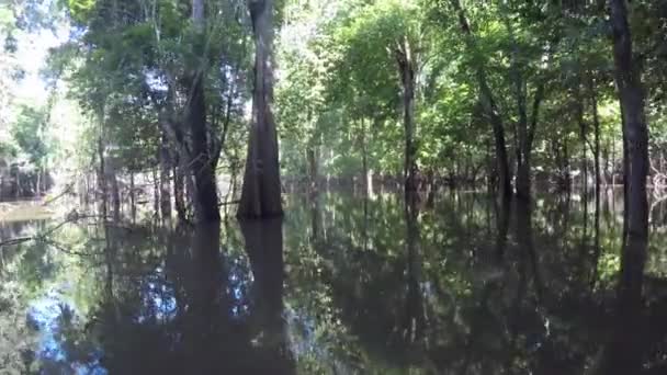 Bootsfahrt auf dem Amazonas — Stockvideo