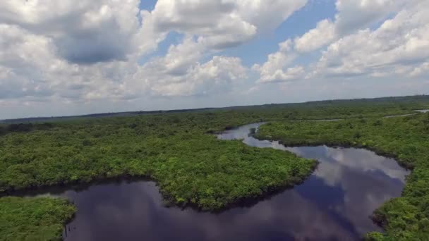 Amazon rainforest in Brazil — Stock Video