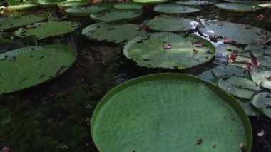 Victoria Amazonica çiçek