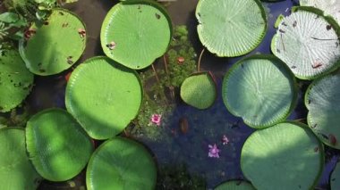 Victoria Amazonica çiçek