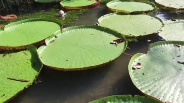 Victoria Amazonica çiçek
