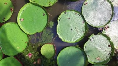 Victoria Amazonica çiçek