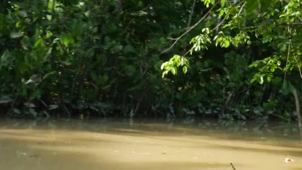 Путешествие на лодке по Амазонке — стоковое видео