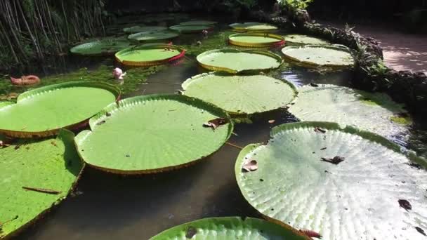 Λουλούδια της η Victoria Amazonica — Αρχείο Βίντεο