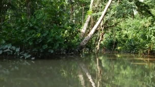 Amazon nehri üzerinde tekne seyahat — Stok video