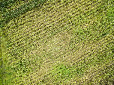 Mısır ekimi tarım arazileri üzerinde