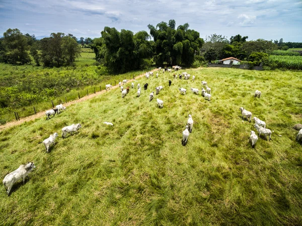 Vacas que caminham na fazenda — Fotografia de Stock