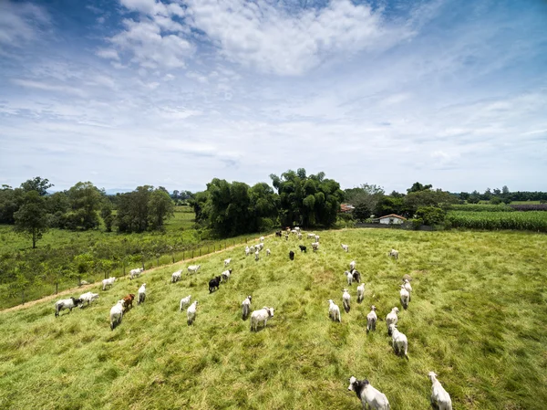 Vacas que caminham na fazenda — Fotografia de Stock