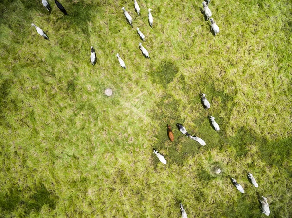 Корови ходять на фермі — стокове фото