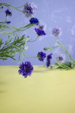 Renkli arkaplanda farklı çiçekler