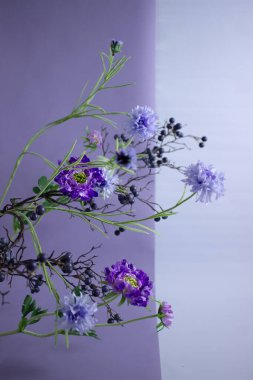 Renkli arkaplanda farklı çiçekler