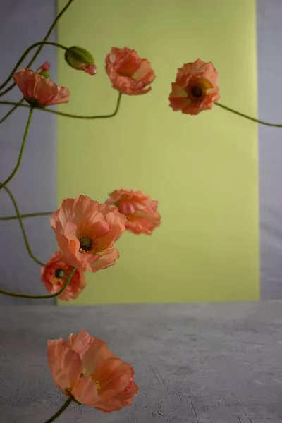 Diferentes Flores Sobre Fondo Color — Foto de Stock