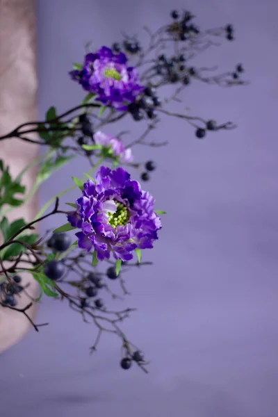 Diferentes Flores Sobre Fondo Color — Foto de Stock