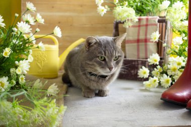 Bahçe kauçuk botlarında bahar işleri. Teneke ve çiçekleri suluyor.
