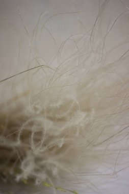 Beyaz arkaplanda sarı dallar