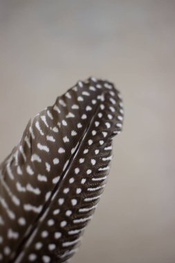 Bej arkaplanda sülün tüyü