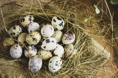 Bıldırcın yumurtalarıyla dolu bir hayat.