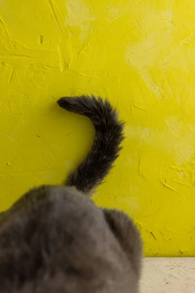 gray cat\'s tail on a yellow background