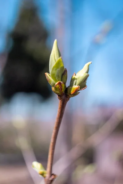 春に手にイチゴの芽 — ストック写真