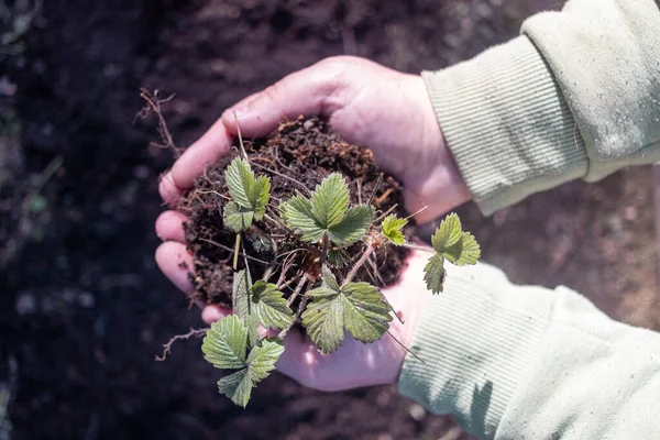 Strawberry Sprouts Hand Spring Royalty Free Stock Photos