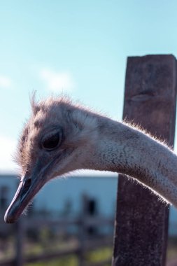 Çiftlikteki devekuşları ot yer.