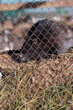 Kafesteki çiftlik hayvanları