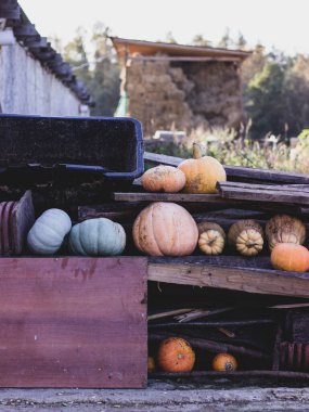 Farklı balkabakları çiftliğin dışında yatıyor.