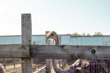 Çiftlikteki devekuşları ot yer.