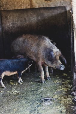 Çiftlikteki domuzlar ve domuzlar