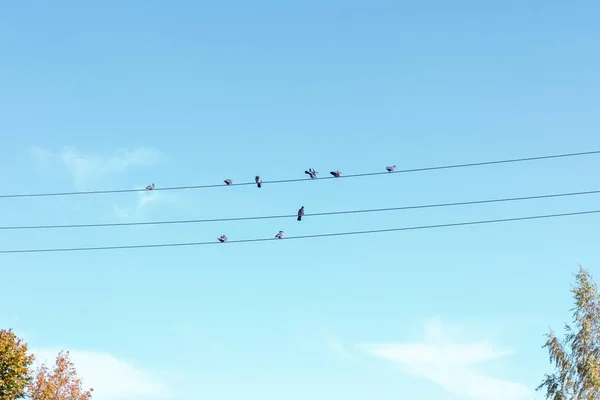 Tauben Sitzen Drähten Gegen Den Blauen Himmel — Stockfoto