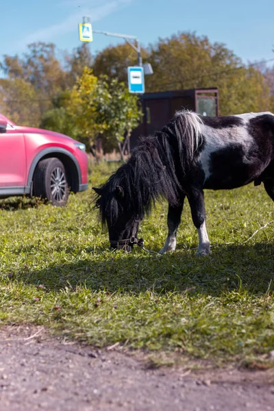 Häst Äter Gräs Bredvid Röd Bil — Stockfoto