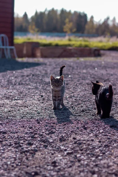 Katten Die Straat Rondlopen — Stockfoto