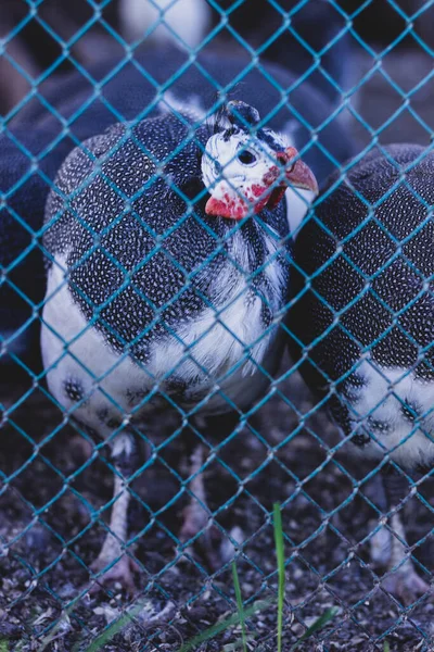 Farm Animals Cage — Stock Photo, Image