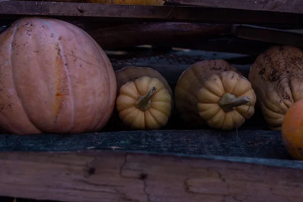 Diferentes Calabazas Que Yacen Fuera Granja — Foto de Stock