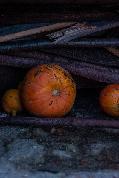 Diferentes Calabazas Que Yacen Fuera Granja —  Fotos de Stock