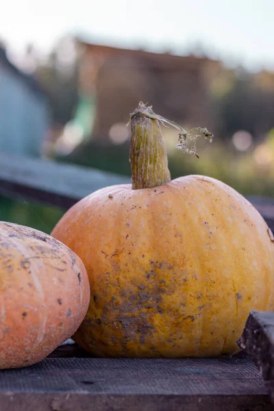 Diferentes Calabazas Que Yacen Fuera Granja —  Fotos de Stock