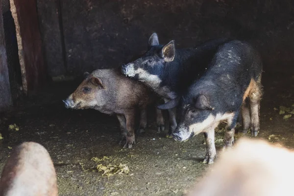Animals on the farm pig and piglets