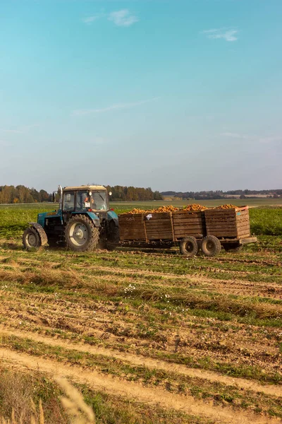 Трактор Поле Коробками Моркови — стоковое фото
