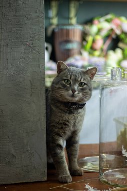 Gri kedi masada oturuyor.