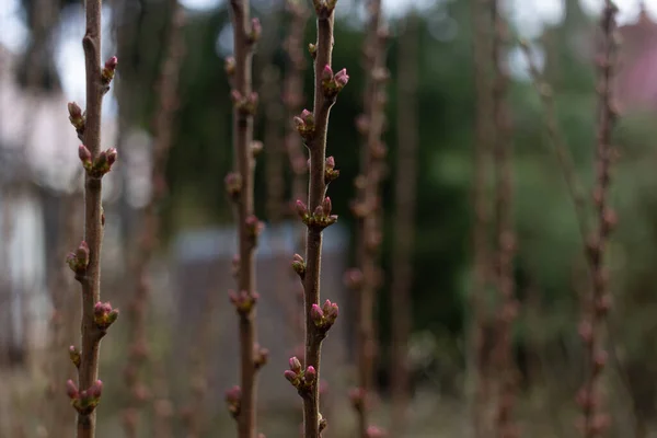 Trabalhos Primavera Jardim Plantio — Fotografia de Stock