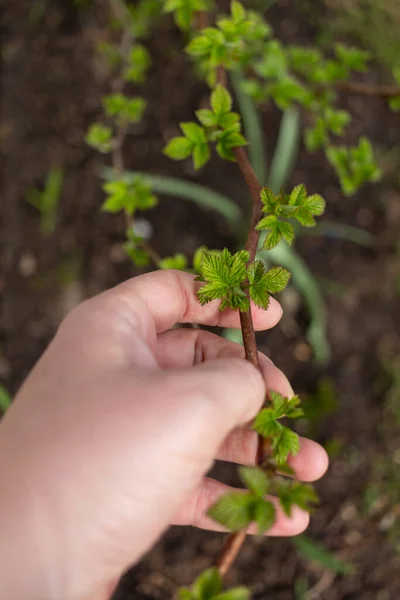 Trabalhos Primavera Jardim Plantio — Fotografia de Stock