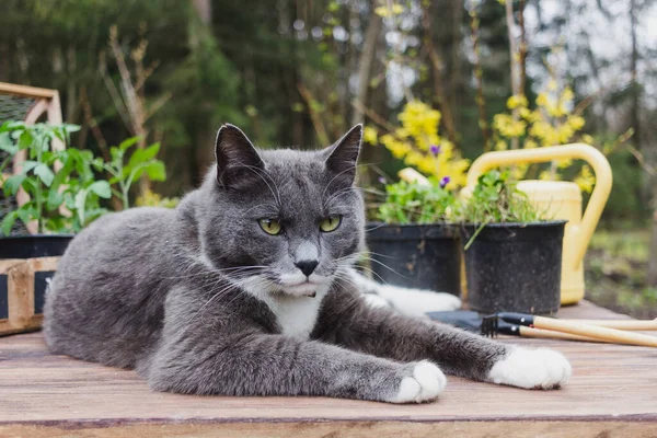 猫は夏に庭で遊ぶ — ストック写真