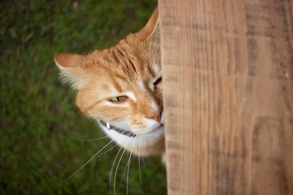 Cat Plays Garden Summer — Stock Photo, Image