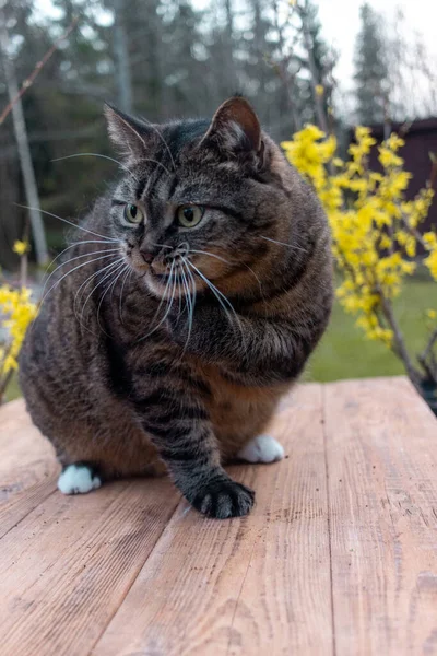 Kedi Yazın Bahçede Oynar — Stok fotoğraf