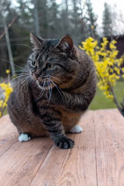 Kedi Yazın Bahçede Oynar — Stok fotoğraf