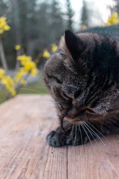 猫は夏に庭で遊ぶ — ストック写真