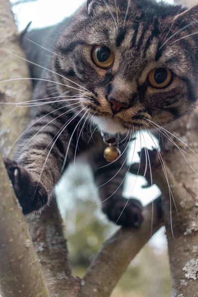 猫は夏に庭で遊ぶ — ストック写真